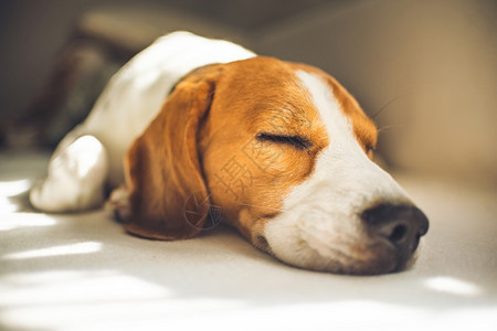 小猎犬比格尔狗睡在家里沙发上毯子的沙发复制空间小猎犬比格尔狗睡在家里沙发上图片