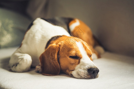 小猎犬比格尔狗睡在家里沙发上毯子的沙发复制空间小猎犬比格尔狗睡在家里沙发上图片