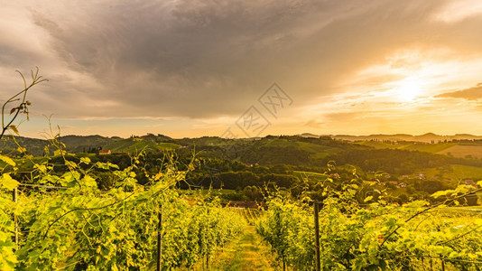 加姆利茨莱布尼茨施蒂利亚奥地利葡萄园苏尔茨塔尔地区南施蒂利亚葡萄酒之乡街头旅游景点奥地利南施蒂里亚的葡萄园葡萄酒之乡图片