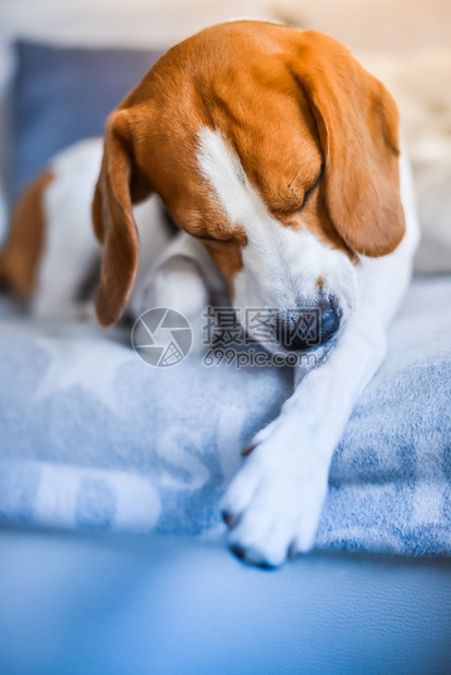 沙发上的小猎犬啃着腿上发痒的皮肤垂直照片宠物健康概念沙发上的小猎犬咬着腿上发痒的皮肤图片