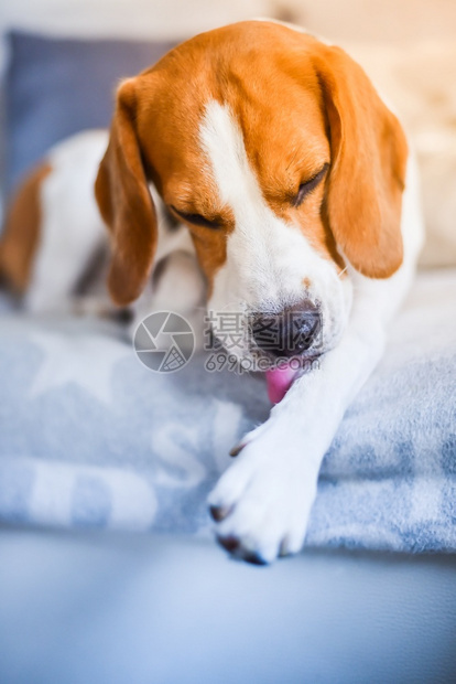垂直照片宠物健康概念在沙发上的比格尔狗在腿上舔痒的皮肤图片