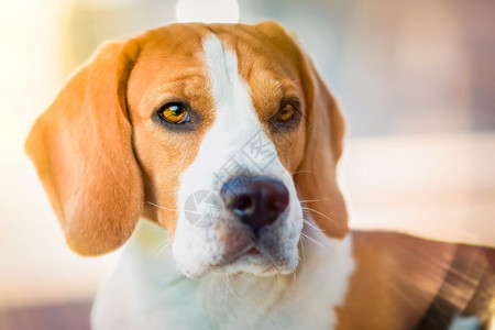 美丽的狗户外肖像复制右边文字的空间动物背景主题美丽的狗大眼睛鼻子和长耳朵的肖像图片