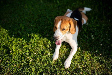 比格尔狗在花园的绿草上休息炎热的夏日复制空间背景图片