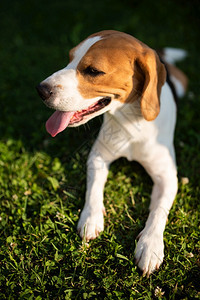 比格尔狗在花园的绿草上休息炎热的夏日动物背景垂直的照片图片