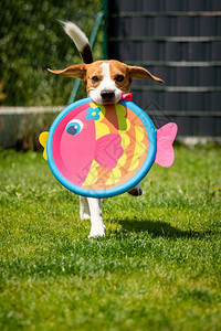 玩的比格尔狗与圆形多彩的鱼一起跑就像玩具一样垂直背景玩的比格尔狗与圆形多彩的鱼一起跑就像玩具一样图片