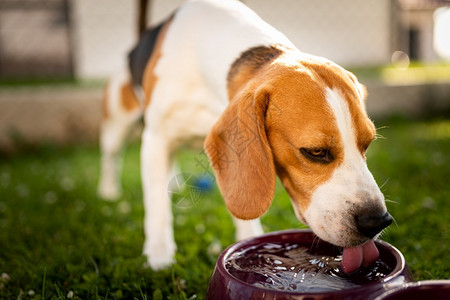 Beagle狗饮用水以在夏日的阳光下躲藏草荫冷却夏季背景热的疲劳Beagle狗饮用水以在阴凉中冷却图片