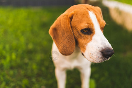 Beagle狗站在草的阴影下躲避夏日的阳光天背景厌倦了夏日的炎热狗站在夏日的草阴影下图片