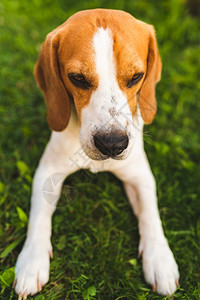 Beagle狗躺在草荫下躲藏着夏日的阳光天背景厌倦了夏日的炎热狗躺在树荫下图片