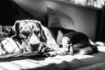 Beagle狗躺在沙发上夏天的热浪中休息黑白照片太阳光线从窗户进来Beagle狗躺在沙发上夏天的热浪中休息黑白照片图片