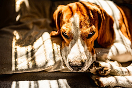 Beagle狗躺在沙发上夏季的热浪中休息太阳光从窗户射进来复制空间图片