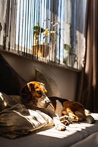 Beagle狗躺在沙发上夏季的热浪中休息太阳光从窗户射进来复制空间图片