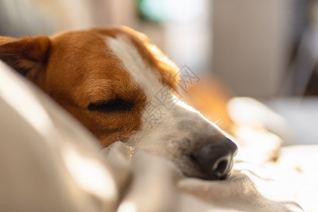 夏季热浪期间睡在沙发上的比格尔狗太阳光从窗户射出复制空间比格尔狗睡在沙发上图片
