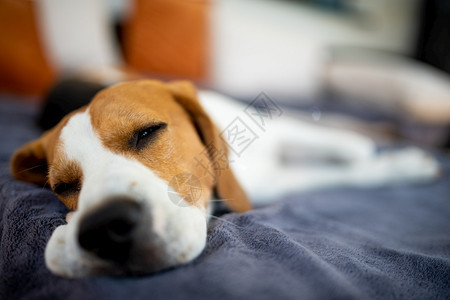 Beagle狗躺在花园沙发的阴影下躲避夏日的阳光季背景厌倦了夏日的炎热Beagle狗躺在花园沙发的阴影下躲避夏日的阳光图片