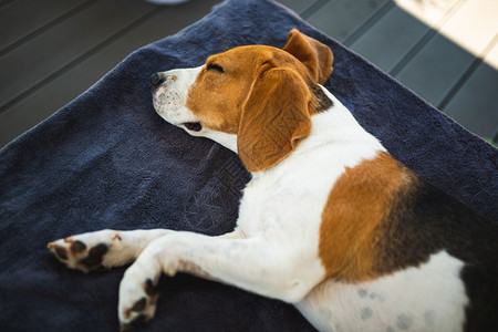 Beagle狗躺在花园沙发的阴影下躲避夏日的阳光季背景厌倦了夏日的炎热Beagle狗躺在花园沙发的阴影下躲避夏日的阳光图片