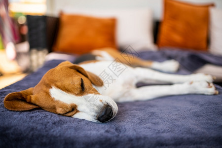 Beagle狗躺在花园沙发的阴影下躲避夏日的阳光季背景厌倦了夏日的炎热Beagle狗躺在花园沙发的阴影下躲避夏日的阳光图片