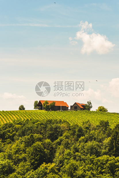 7月在奥地利葡萄园南施蒂里亚莱布尼茨地区南施蒂里亚州旅游目的地酒庄南施蒂里亚莱布尼茨地区图片