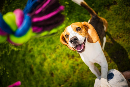Beagle狗用嘴张开双脚跳着两只一玩具从上面看Beagle狗用嘴张着跳两只脚一玩具图片