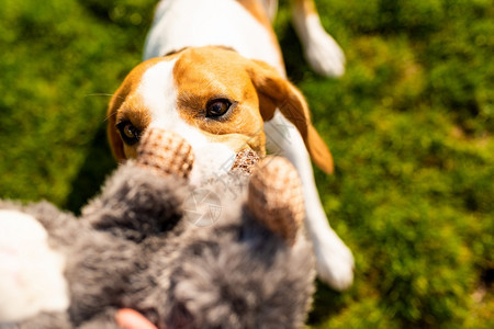 Dogbeagle拉着玩具和拖战车的游戏拖着它们的背景拉着玩具和拖战车的游戏图片