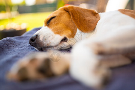 在花园沙发上放松的可爱比格尔狗夏日炎热花园沙发上放松的可爱比格尔狗图片