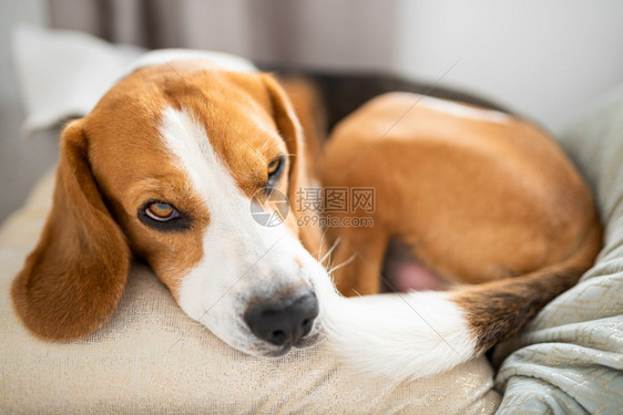 可爱的比格尔狗在沙发上放松明亮的房间坐垫上放松图片