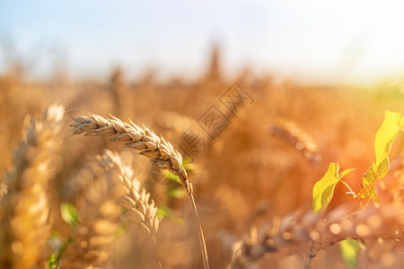 阳光明媚的夏日金麦田农业概念金麦田和阳光明媚的一天图片