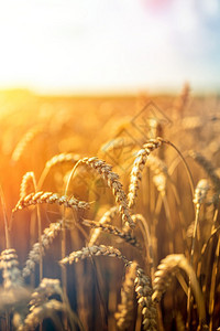 阳光明媚的夏日金麦田农业概念金麦田和阳光明媚的一天背景图片