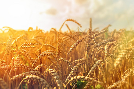 阳光明媚的夏日金麦田农业概念金麦田和阳光明媚的一天图片
