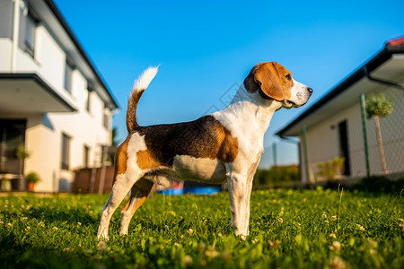 夏季后院的蓝天比目犬从下面复制空间视图宠物狗警犬纯种哺乳动物家庭宠动鸟自然背景夏天复制空间蓝天图片