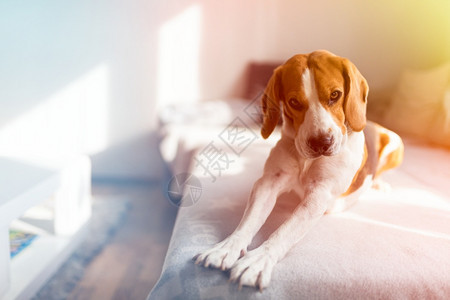 Beagle躺在沙发上明房里伸展腿部色彩多的近身肖像复制了空间背景在明房里伸展沙发图片