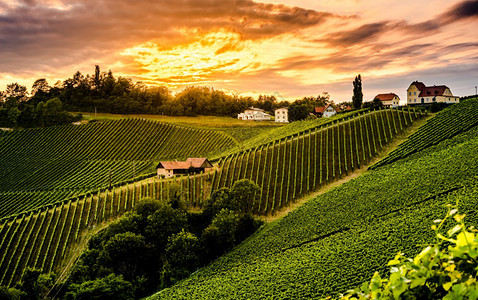 南施蒂里亚葡萄山的穆迪地貌日落光照耀的奥地利葡萄园南施蒂里亚葡萄山的穆迪地貌图片