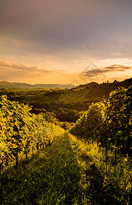 晚上山葡萄园的景观色葡萄在南施蒂里亚种植葡萄酒国著名的旅游目地奥利葡萄园南部施蒂里亚景观日落葡萄山垂直照片图片