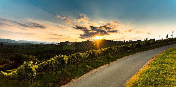 奥地利乡村公路穿过施蒂里亚的葡萄田日落夏的葡萄园图片