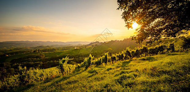 南StyriaVineyards地貌在苏尔兹奥利的南Styria地貌夏季在日落的葡萄园景色旅游目的地夏季在南StyriaVine图片