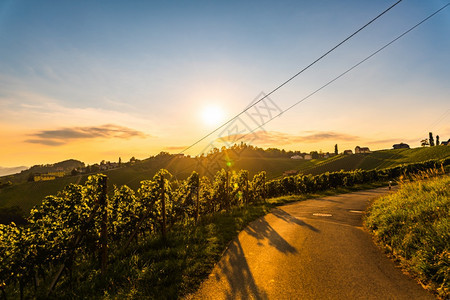 南StyriaVineyards地貌在苏尔兹奥利的南Styria地貌夏季日落时穿过葡萄园的道路旅游目地夏季日落时穿过葡萄园的道路图片