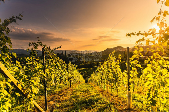 来自奥地利南部的著名葡萄酒街景象就像葡萄园山旅游目的地来自奥利南部的著名葡萄酒街景象像葡萄园山景象图片