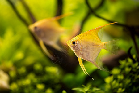 金凤尾鳞在水下黄天使鱼概念金凤尾鳞在水里黄色的神仙鱼图片