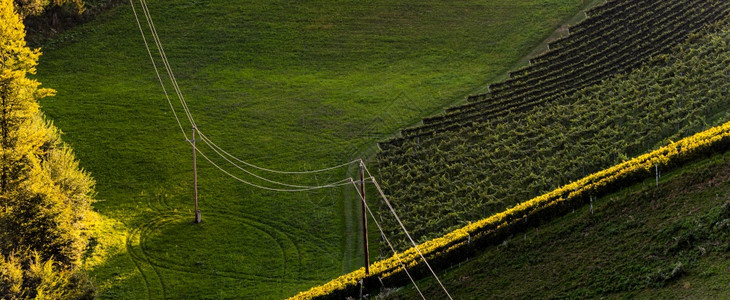 奥地利葡萄园里的电线杆图片
