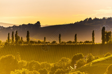 从葡萄园到夜光照耀的奥地利南部锡兰葡萄酒路线绿山的全景GlanzderWeinstrasse像奥地利旅行目的一样托斯卡纳从葡萄园图片