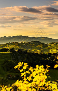 南Styria葡萄园景观全靠近奥地利加姆茨欧洲埃克伯格欧洲春酒路的葡萄山旅游目的地点行垂直照片南Styria葡萄园景观欧洲埃克伯图片