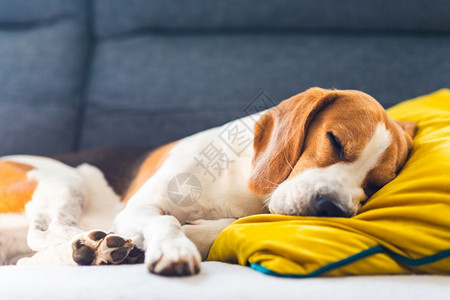 Beagle狗累了睡在舒适的沙发上黄色的坐垫在家里背景的警犬有趣Beagle狗累了睡在舒适的沙发上黄色坐垫图片