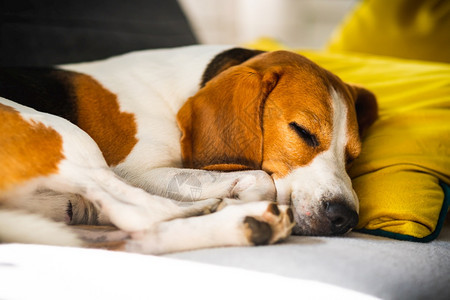 Beagle狗累了睡在舒适的沙发上黄色的坐垫在家里背景的警犬有趣Beagle狗累了睡在舒适的沙发上黄色坐垫图片