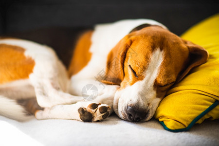 Beagle狗累了睡在舒适的沙发上黄色的坐垫在家里背景的警犬有趣Beagle狗累了睡在舒适的沙发上黄色坐垫图片