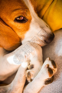Beagle狗累了睡在舒适的沙发上黄色的坐垫在家里背景的警犬有趣Beagle狗累了睡在舒适的沙发上黄色坐垫图片