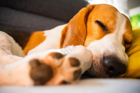 Beagle狗累了睡在舒适的沙发上黄色的坐垫在家里背景的警犬有趣Beagle狗累了睡在舒适的沙发上黄色坐垫图片