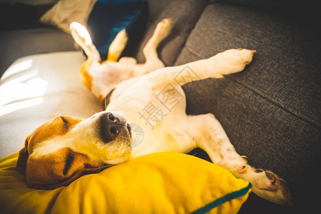 Beagle狗累了睡在舒适的沙发上黄色的坐垫在家里背景的警犬有趣Beagle狗累了睡在舒适的沙发上黄色坐垫图片