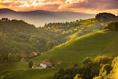 日落和景观的葡萄园排在奥地利农村莱布尼茨Kitzeckim绍尔旅游目的地莱布尼茨KitzeckimSausal奥地利乡村葡萄园的图片