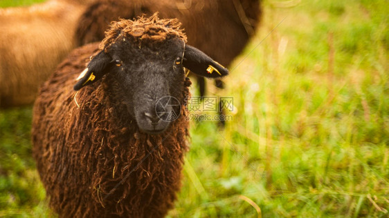 棕色羊毛黑脸在牧群的草原上放农场有羊的概念动物特检在牧群的草地上放养羊的概念图片