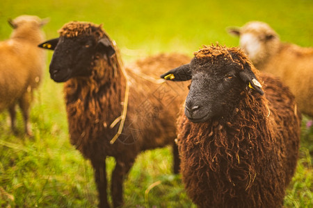 棕色羊毛黑脸在牧群的草原上放农场有羊的概念动物特检在牧群的草地上放养羊的概念图片