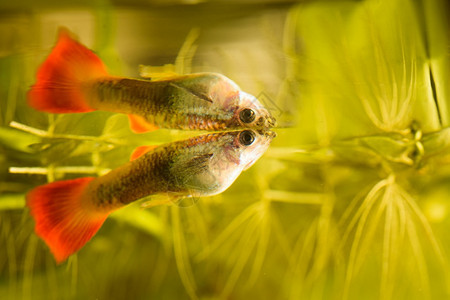 雌孔雀鱼彩色彩虹热带水族馆鱼爱好概念雌孔雀鱼彩色彩虹热带水族馆鱼图片