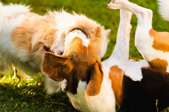 两只狗在野外玩绿草两只狗在野外玩两只狗在野外玩图片